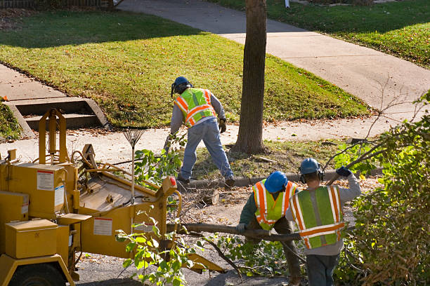 Best Fruit Tree Pruning  in Bay Harbor Islands, FL